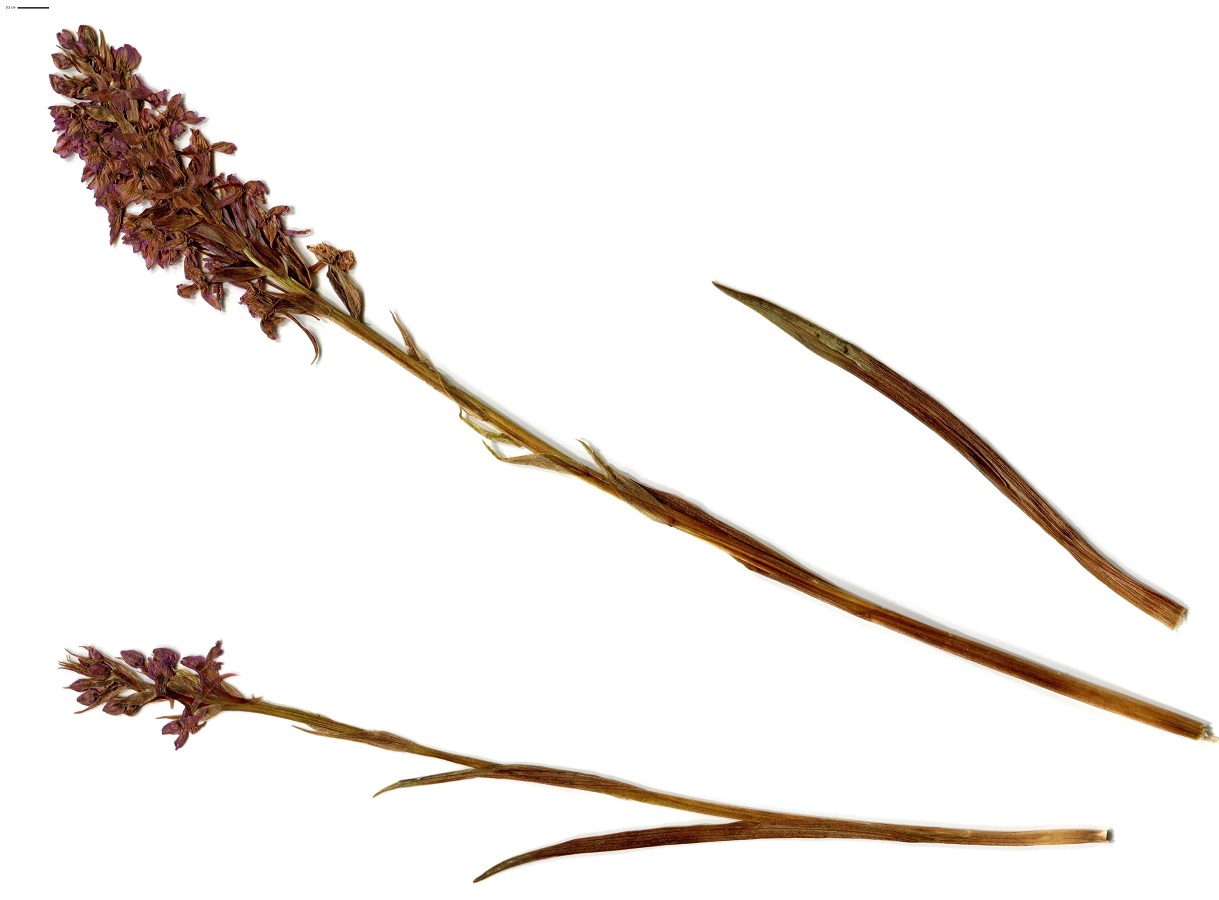 Gymnadenia conopsea (Orchidaceae)